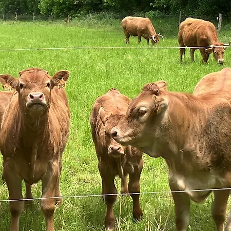 Holiday home Le Petit Chateau - Adults Only Le Bugue