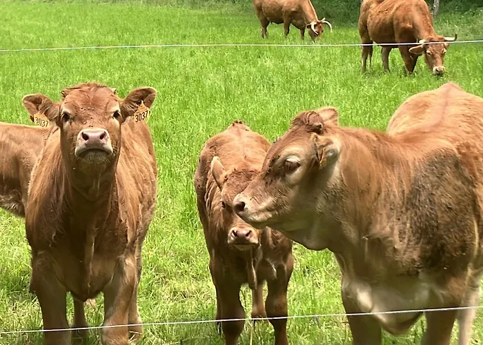 בית נופש Le Petit Chateau - Adults Only לה בוג